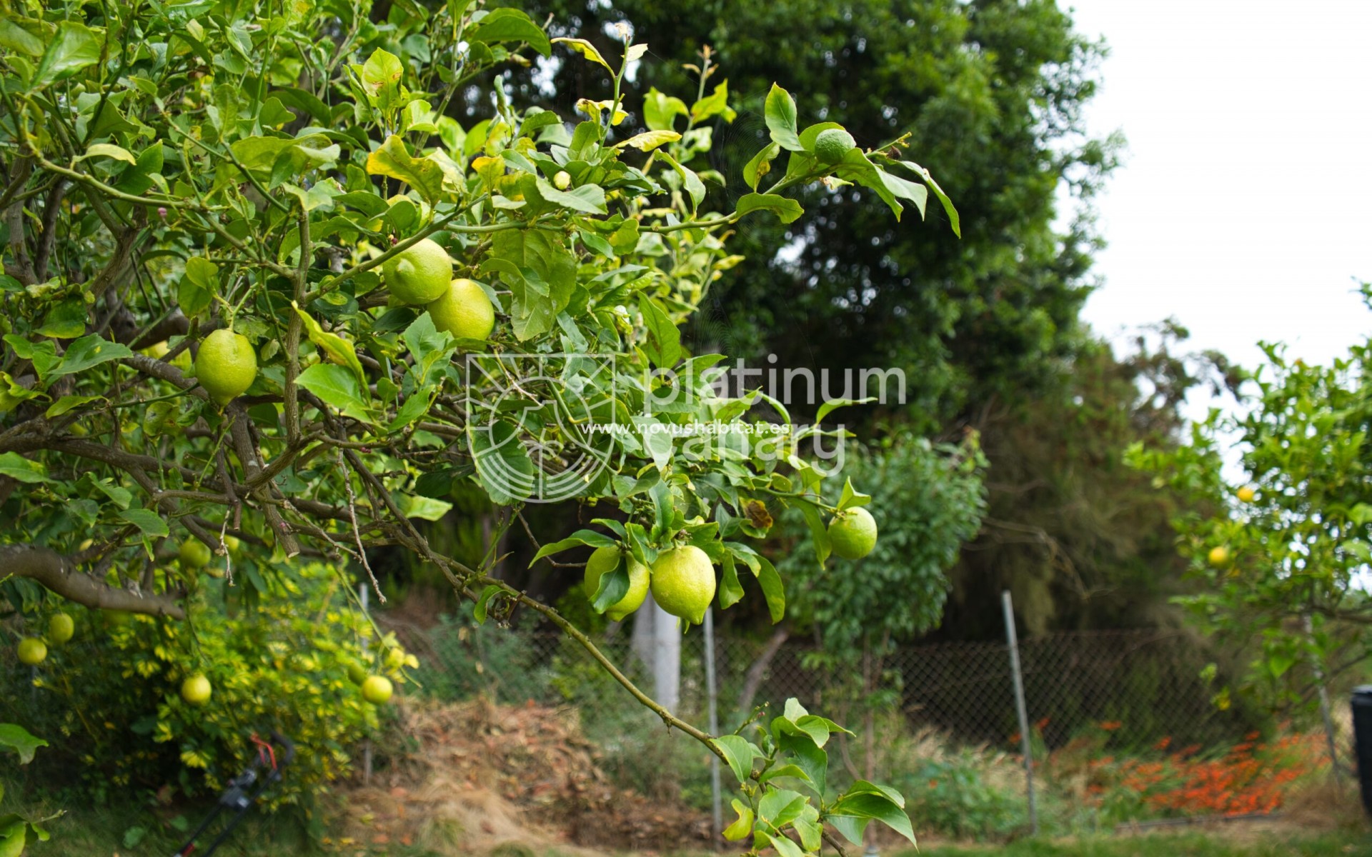 Herverkoop - house - La Orotava - Santa Cruz de Tenerife