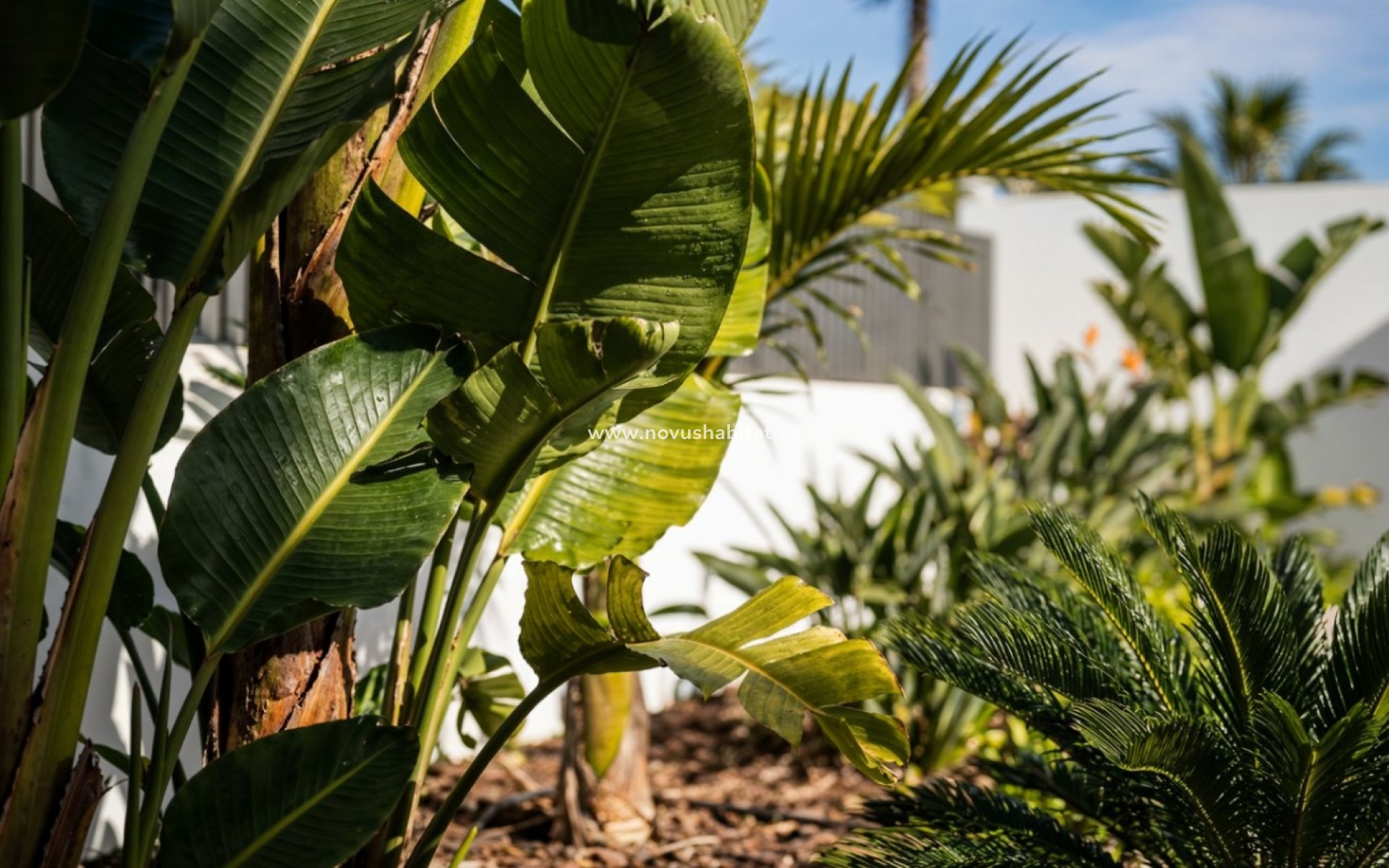 Herverkoop - Villa - Calpe - Empedrola