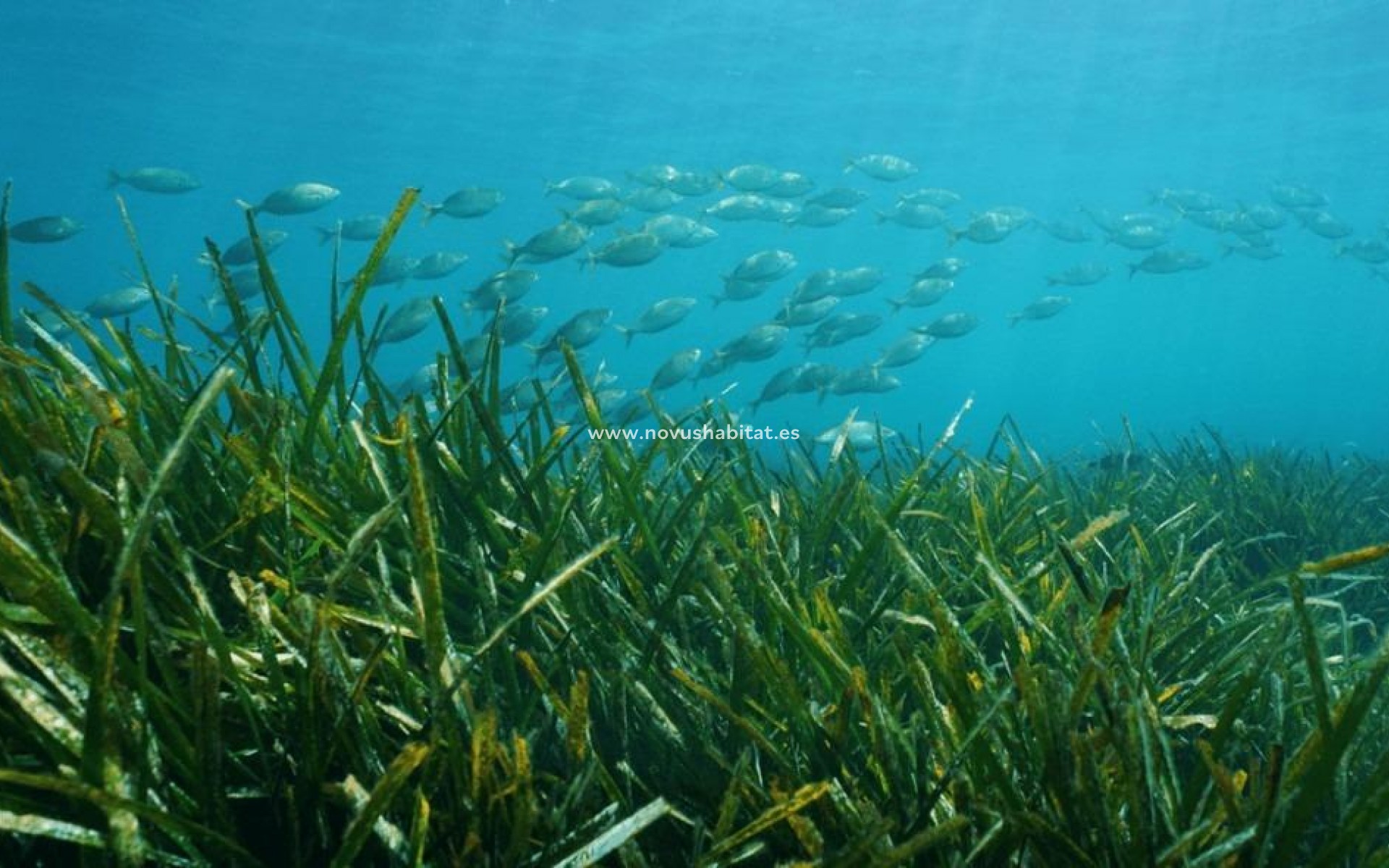 New Build - Villa - Benissa