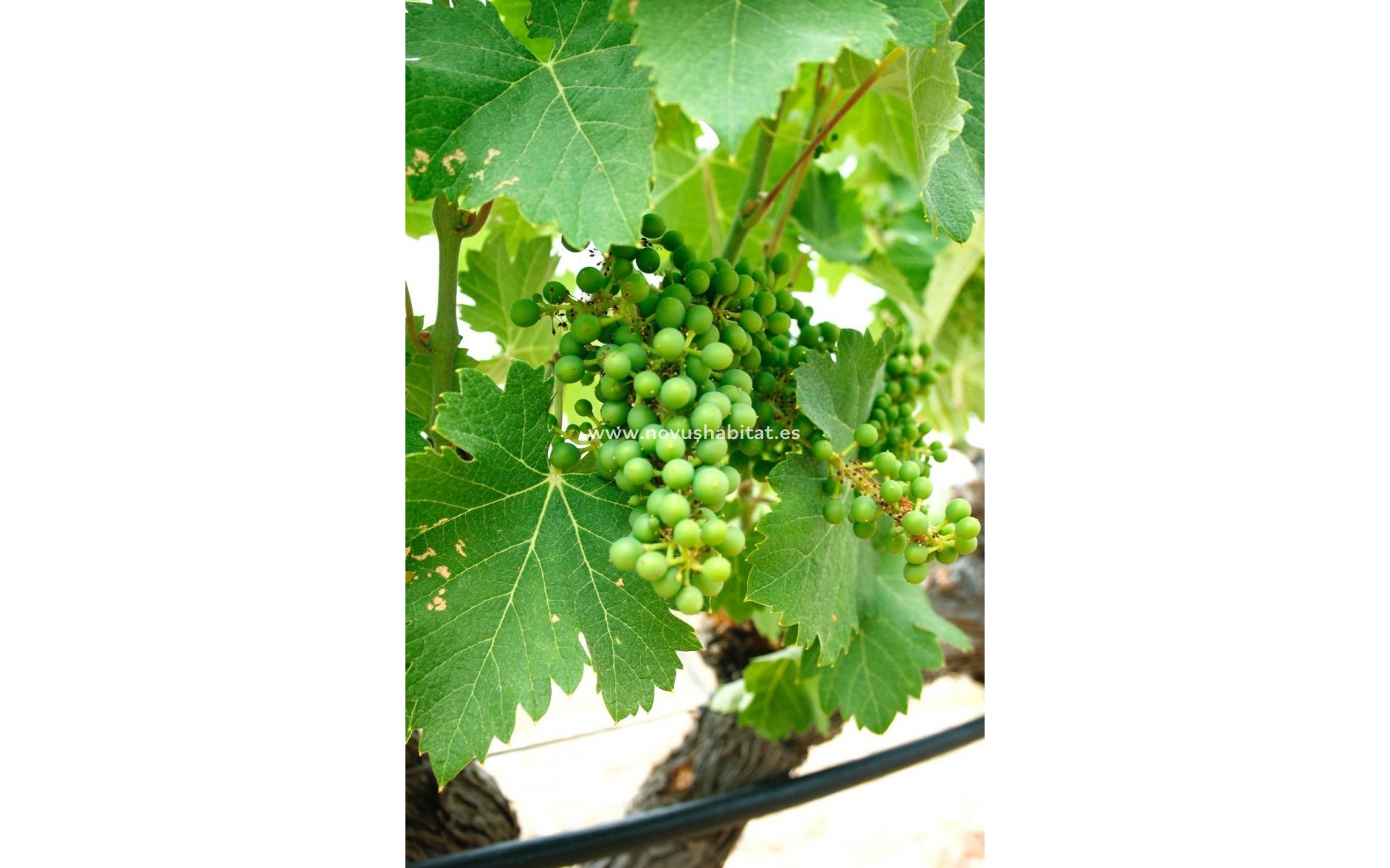 New Build - Villa - Yecla