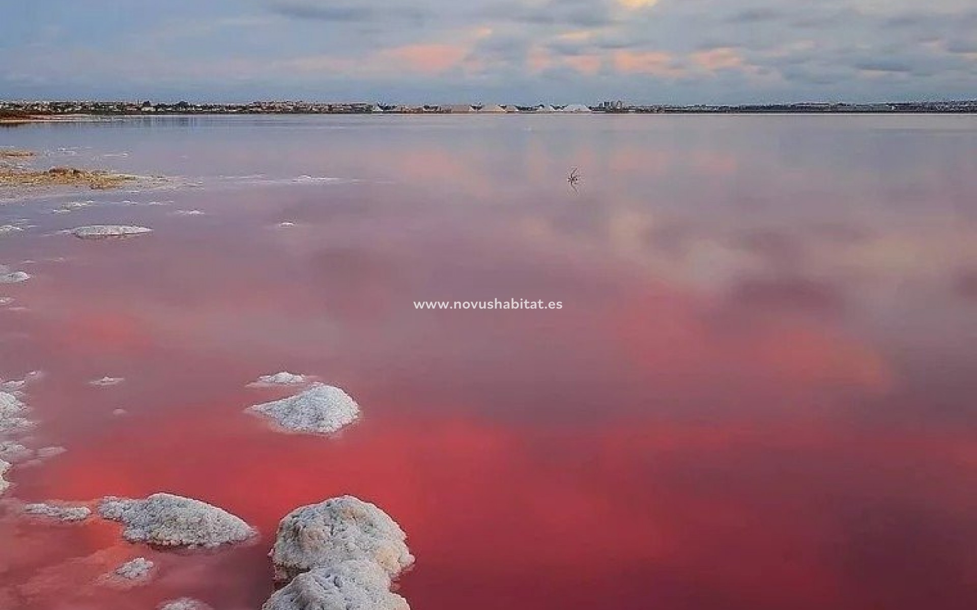 Nieuwbouw - Villa - Torrevieja - Lago Jardin