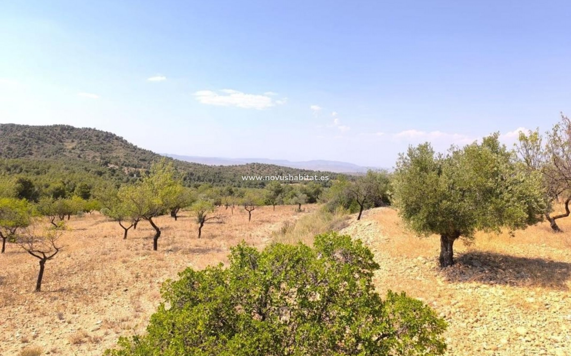 Nouvelle construction - Houses - Villena