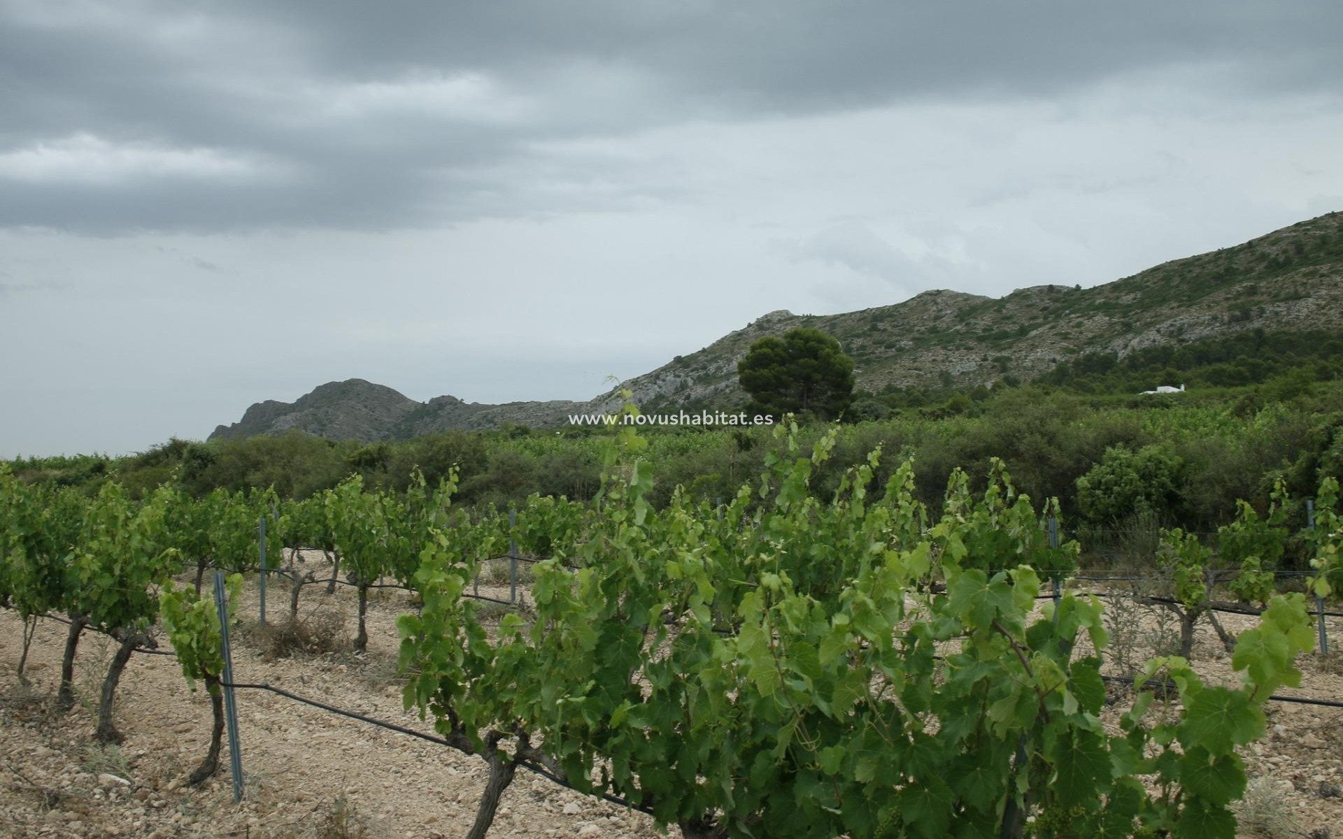 Nueva construcción  - Villa - Yecla