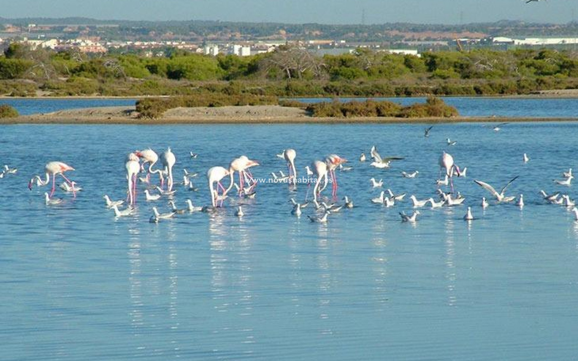 Nýbygging - Villa - San Pedro del Pinatar - Pueblo