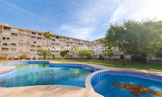 Penthouses - Nueva construcción  - Torrevieja - Torrevieja