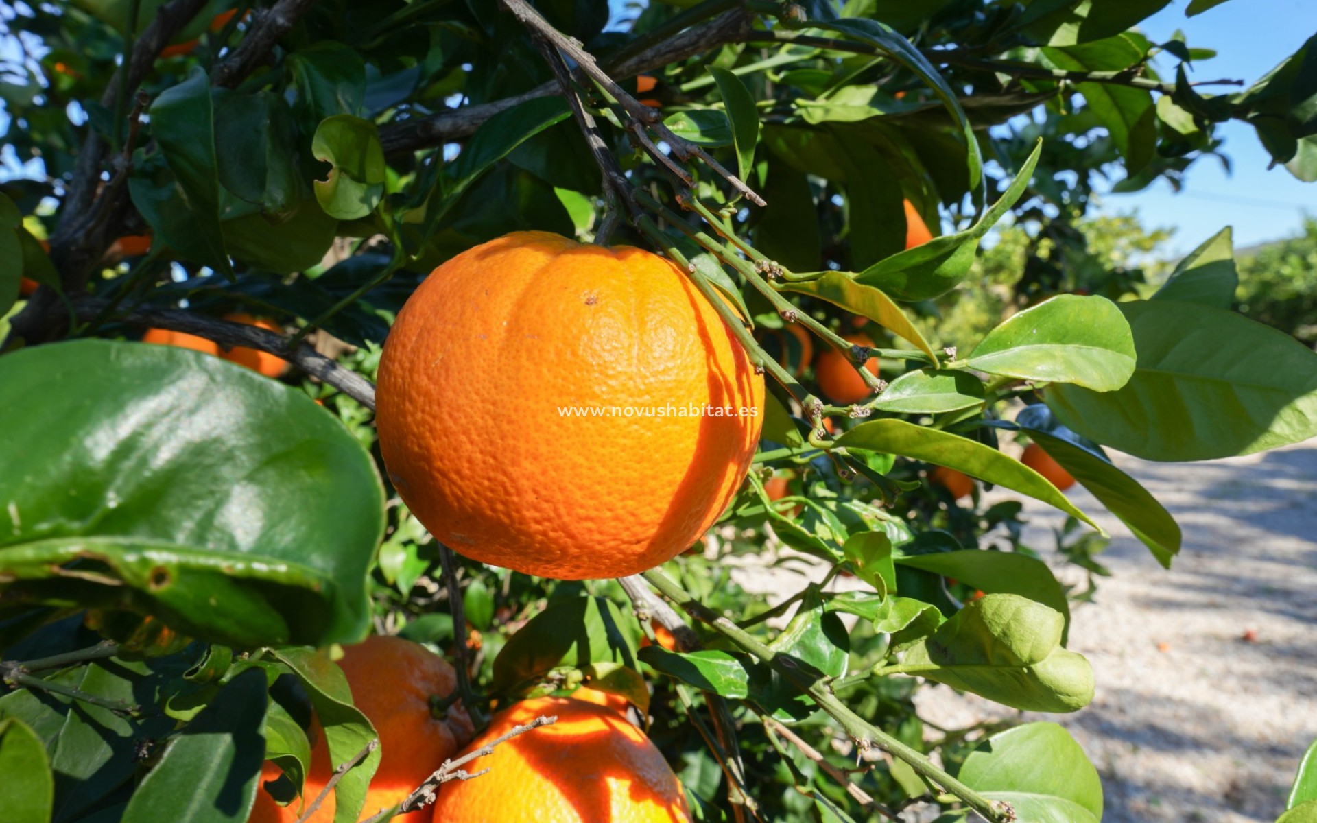 Revente - Chalets Independientes - Alicante - Jacarilla