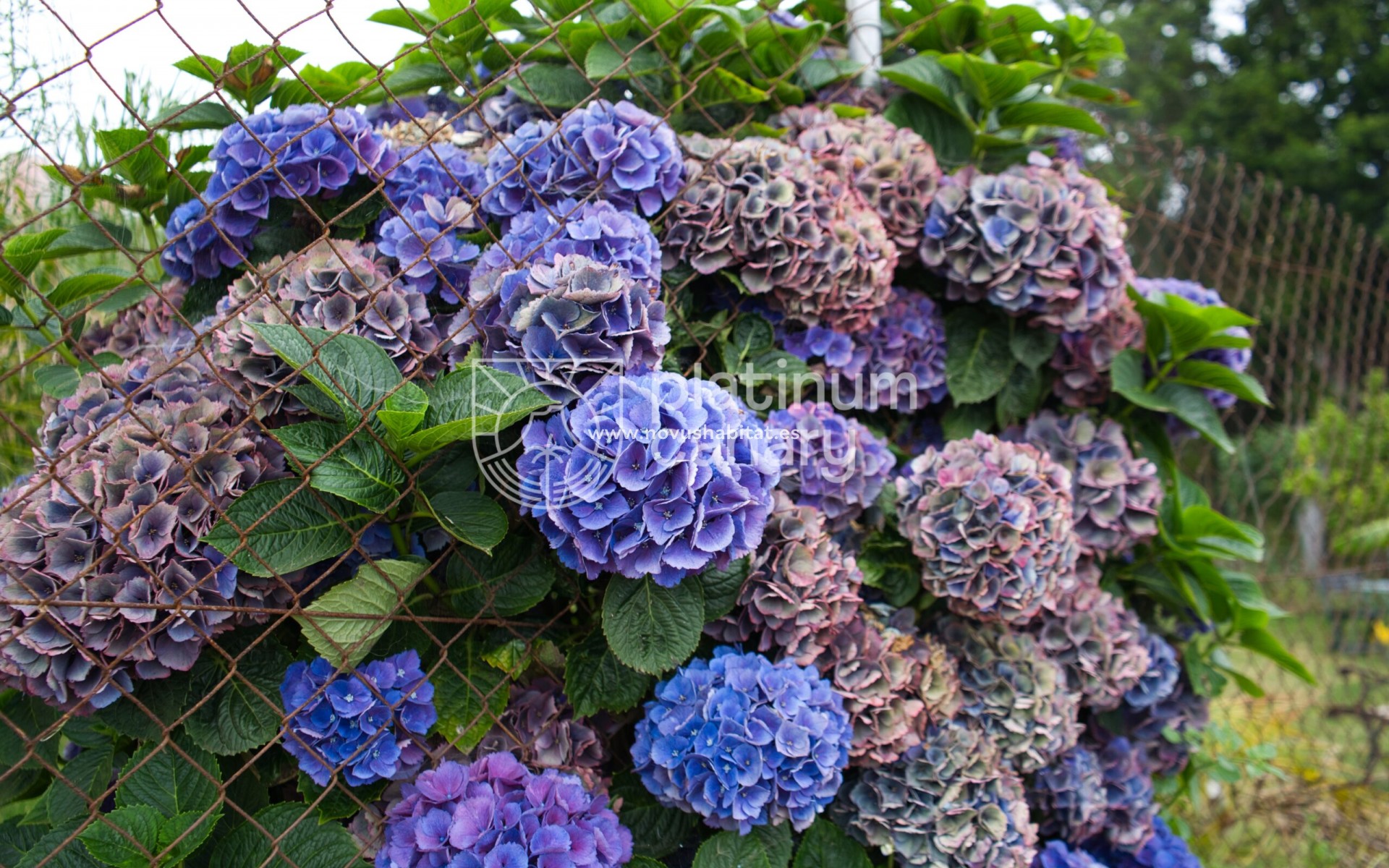 Revente - house - La Orotava - Santa Cruz Tenerife