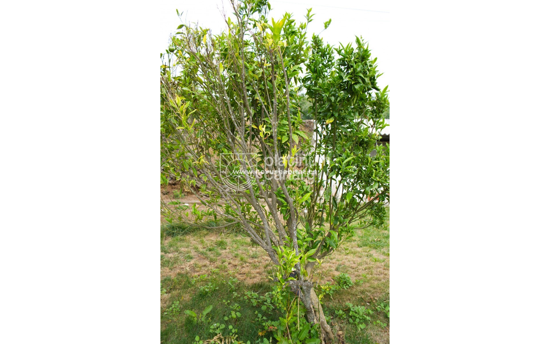 Segunda mano - house - La Orotava - Santa Cruz Tenerife