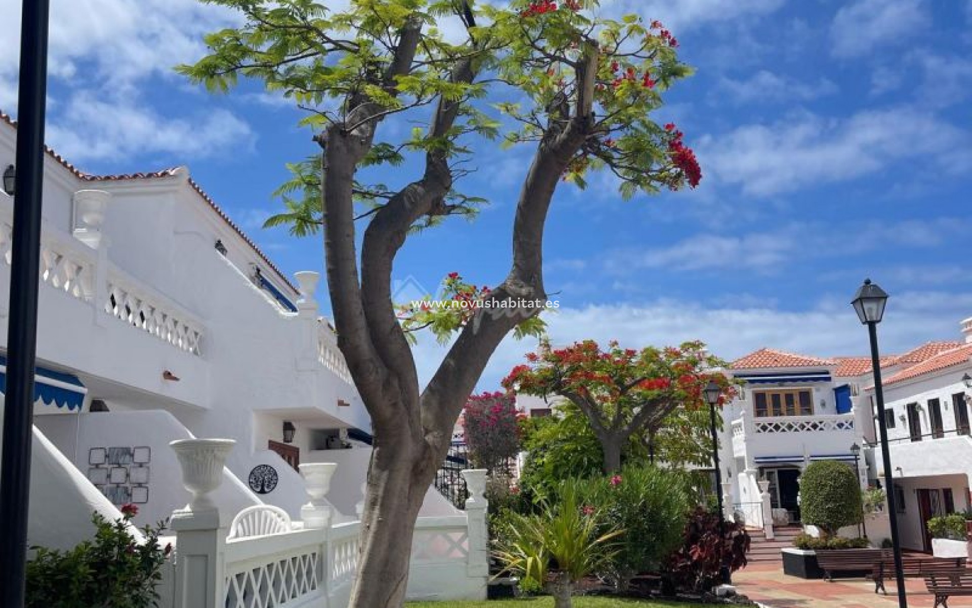 Wiederverkauf - Wohnung - Los Cristianos - Royal Palm Los Cristianos Tenerife